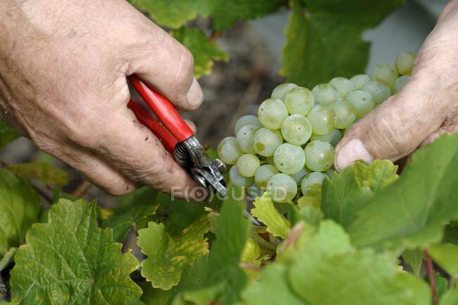 Mani che tagliano uva verde dalla vite — Foto stock