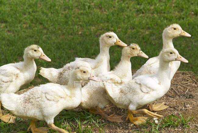 Ducklings in a field — Stock Photo