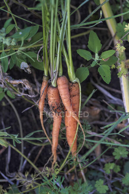 Морковь с зелеными стеблями висит на естественном фоне — стоковое фото