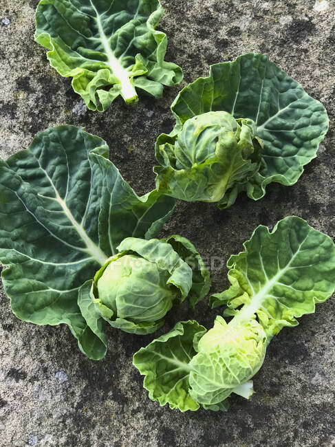 Fresh green cabbage in the garden — Stock Photo