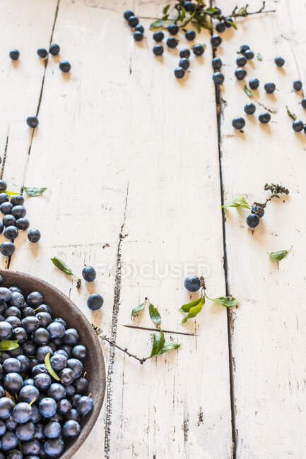 Berrilhas de uva recém-colhidas para fabricação de gim desleixado — Fotografia de Stock