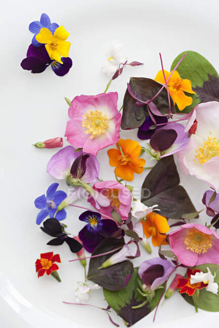 Eine Auswahl schöner Wildblumen — Stockfoto