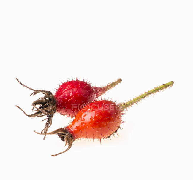 Two rose hips (close-up) — Stock Photo