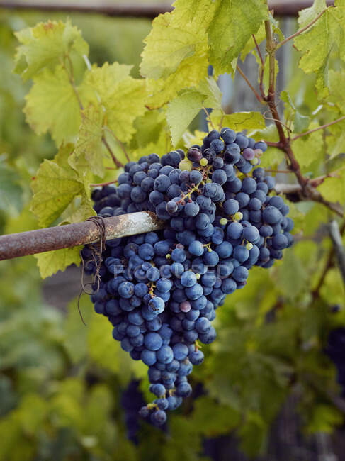 Виноград, що росте на винограді в кущах, оточений зеленим листям. — Stock Photo