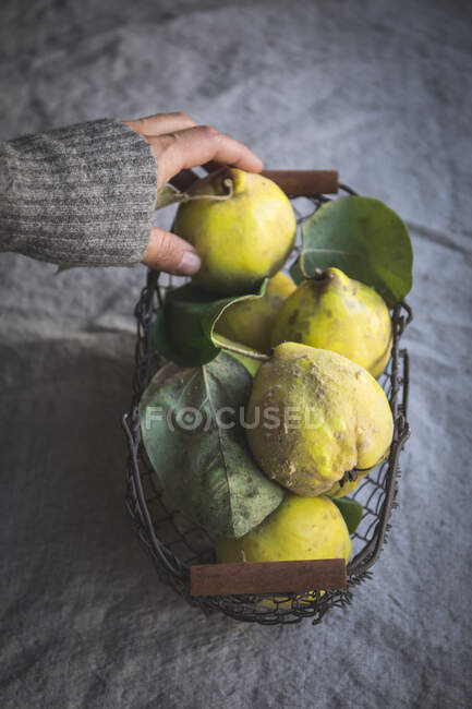 A hand reaching for quinces in a metal basket — Photo de stock
