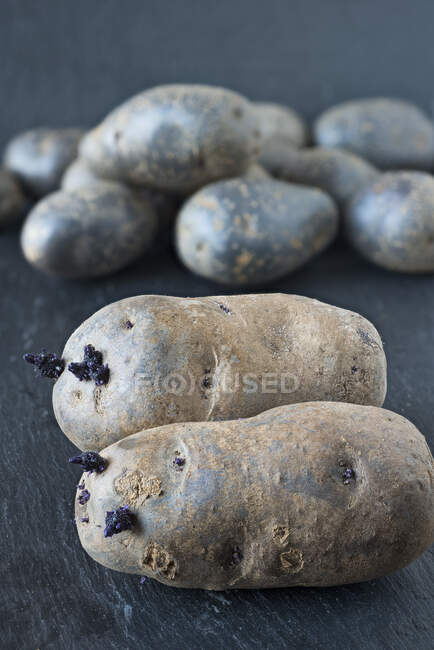 Purple potatoes with shoots — Stock Photo