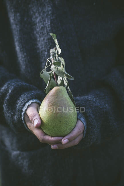 Hands holding a pear - foto de stock