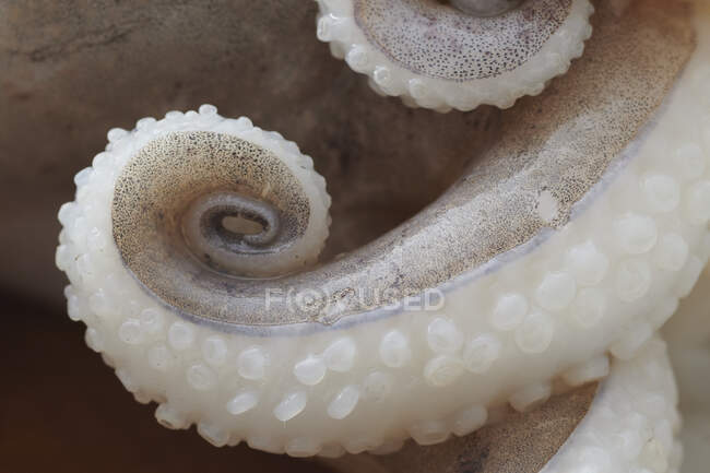 Close up of a seashell — Stock Photo