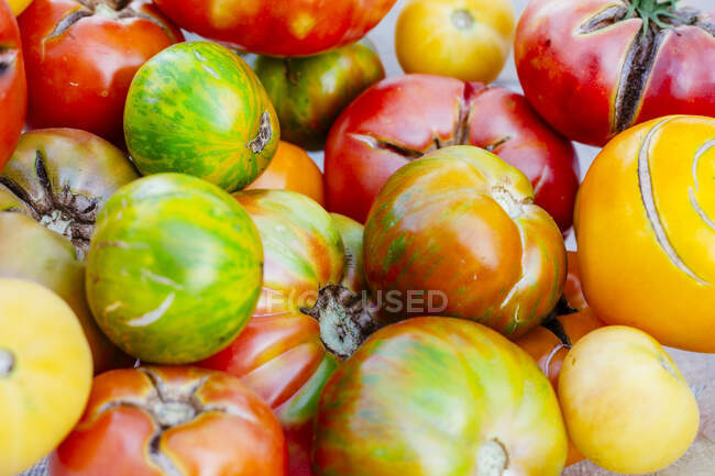 A variety of homegrown tomatoes, ranging in color from green and yellow striped to red and green to pure red — Stock Photo