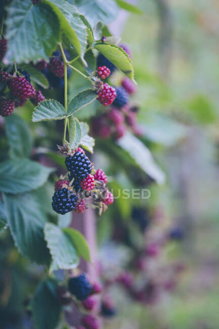 Blackberries on a blackberry plant — Stock Photo