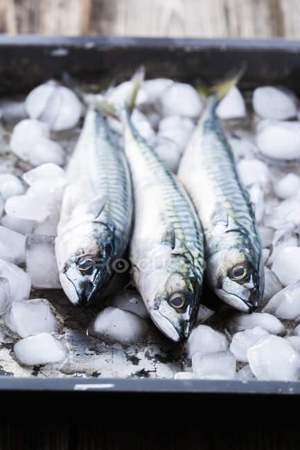 Three fresh mackerel on ice — Stock Photo