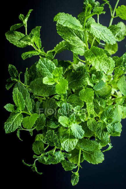 A bouquet of peppermint, close up — Foto stock