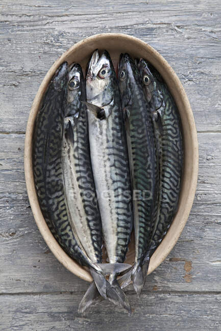 Mackerel in a dish — Stock Photo