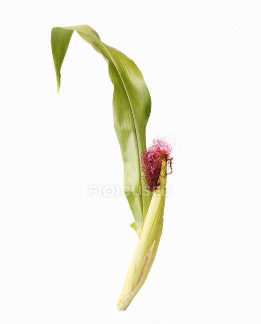 A corn cob in a husk with a leaf — Photo de stock
