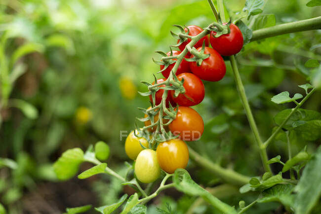 Tomates maduros que cuelgan de la granja - foto de stock