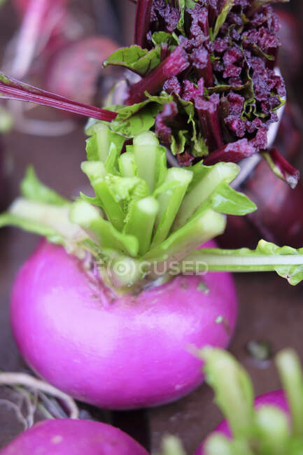 Purple mini turnip on the table — Stock Photo