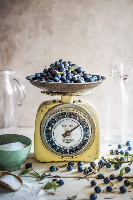 Freshly picked sloes for sloe gin making — Stock Photo