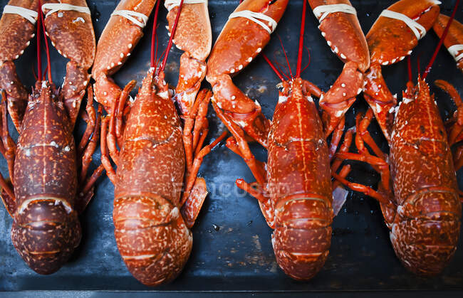 Cooked Lobster, closeup shot — Stock Photo