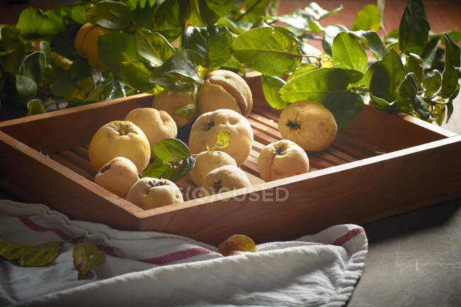 Quinces in a flat wooden tray — Stock Photo