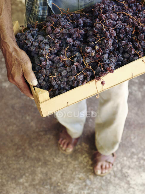 Homme plus âgé tenant une boîte à bois avec des raisins secs biologiques — Photo de stock