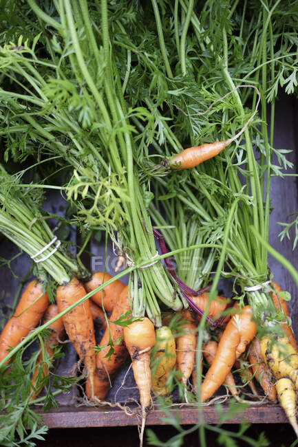 Freshly pulled carrots dispplayed on a box — Stock Photo