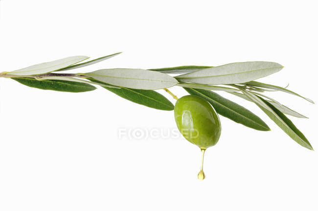 Huile d'olive qui coule de l'olive sur la branche — Photo de stock