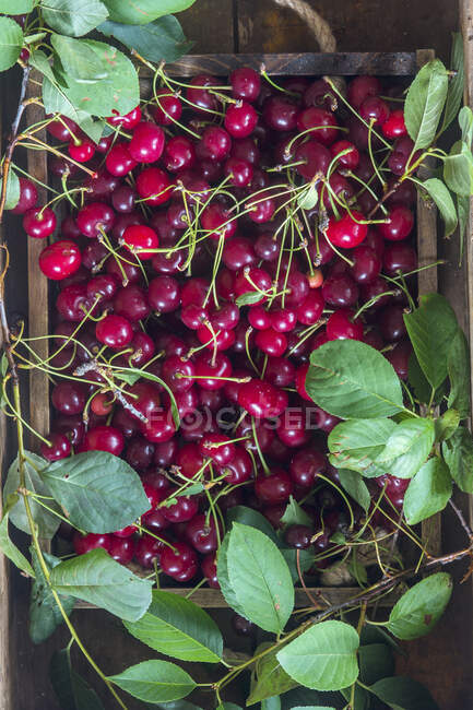Кислые вишни в коробке — стоковое фото