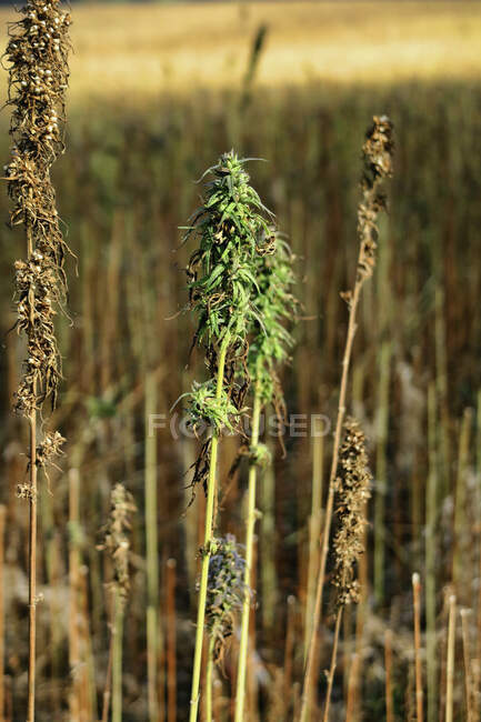 Close-up shot of Hemp field for background — Stock Photo