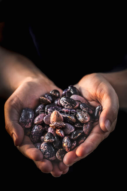 Hands holding heirloom beans — Photo de stock