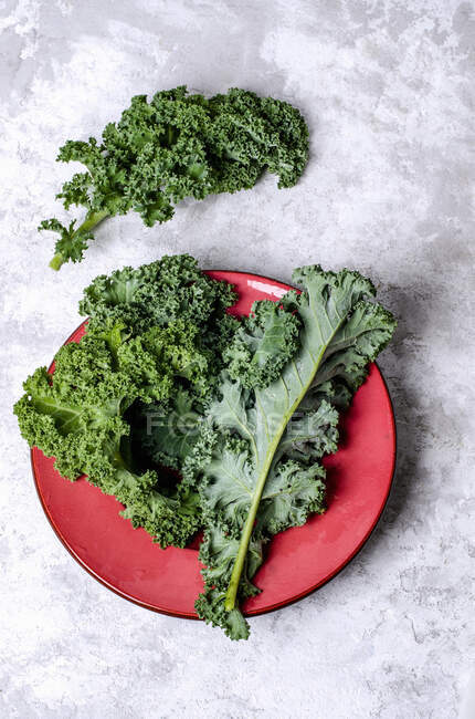 Fresh kale leaves on a red plate and on a concrete background — Stock Photo