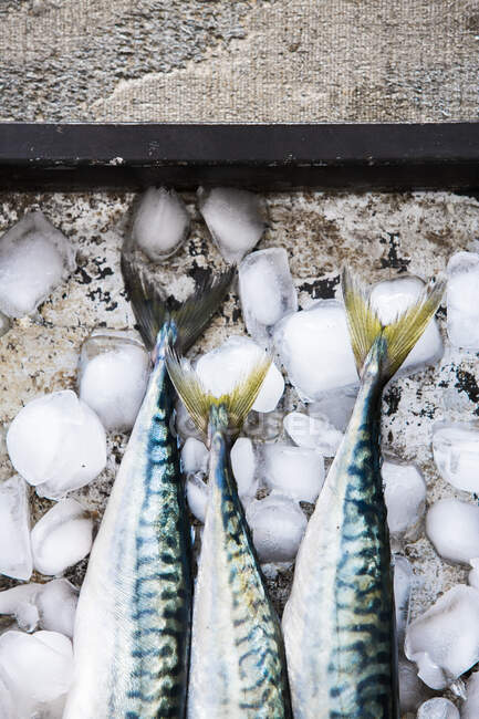 Three fresh mackerel (detail) on ice — Stock Photo