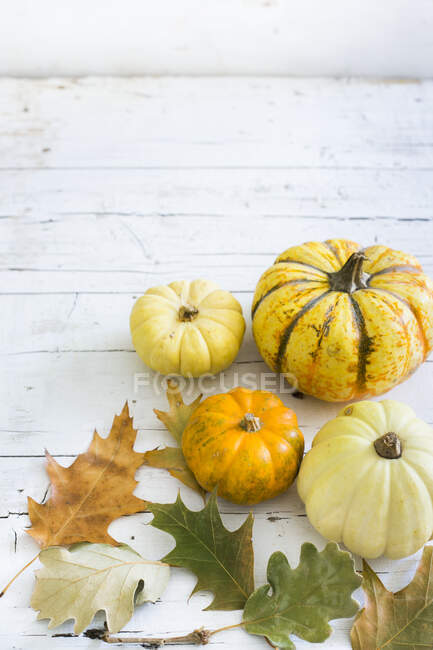 Various pumkins on a white background — Foto stock