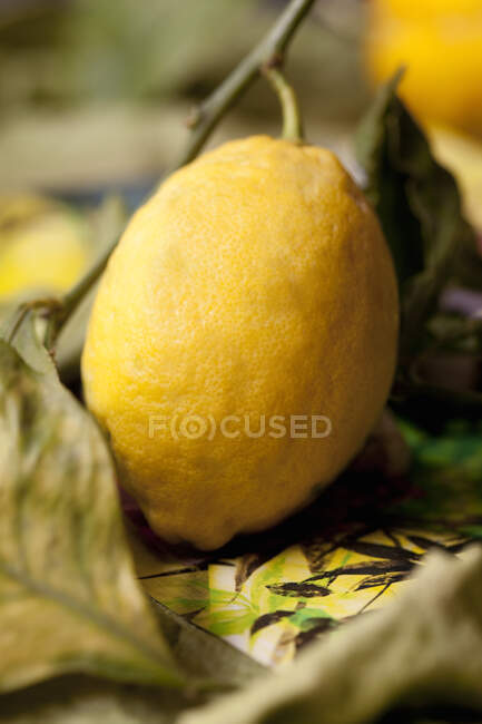 Frische reife Zitrone mit trockenen Blättern — Stockfoto