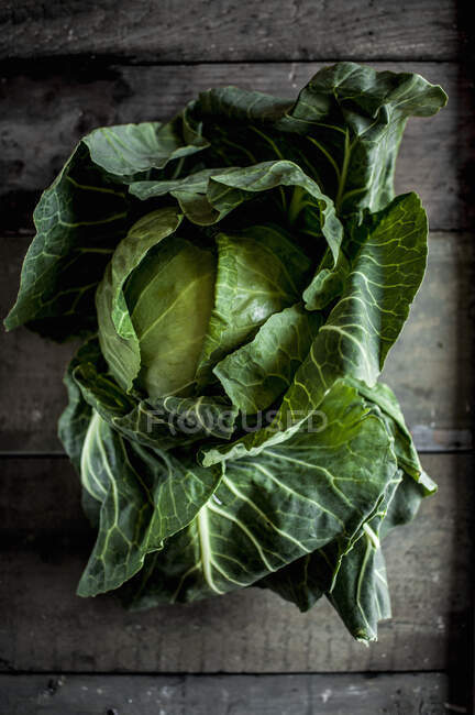 Raw young cabbage close-up view — Stock Photo