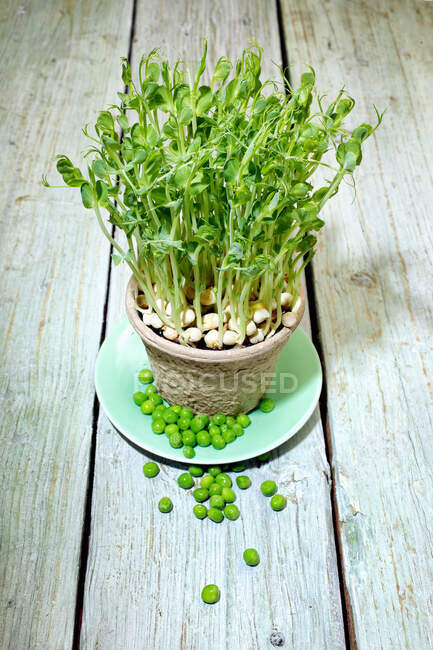Brotos de ervilha em um pote de barro — Fotografia de Stock