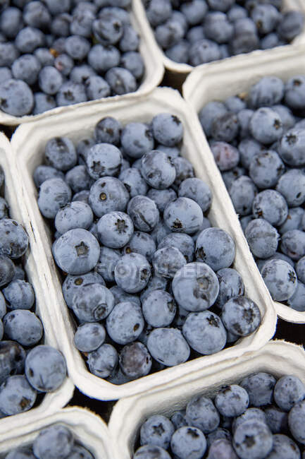 Six cardboard containers of fresh blueberries — Stock Photo