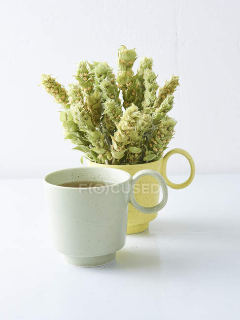Greek mountain tea, uncooked and brewed in a cup — Stock Photo