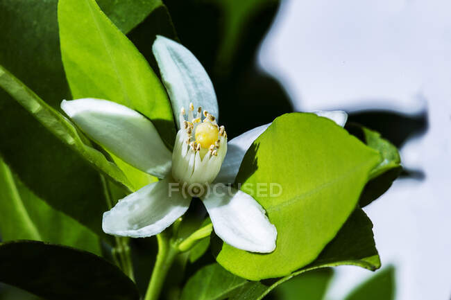 Belle photo botanique, fond d'écran naturel — Photo de stock