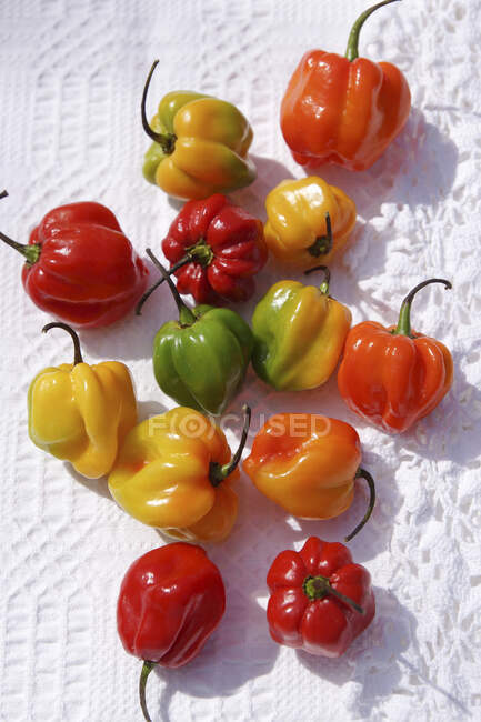 Paprika und Chilischoten — Stockfoto