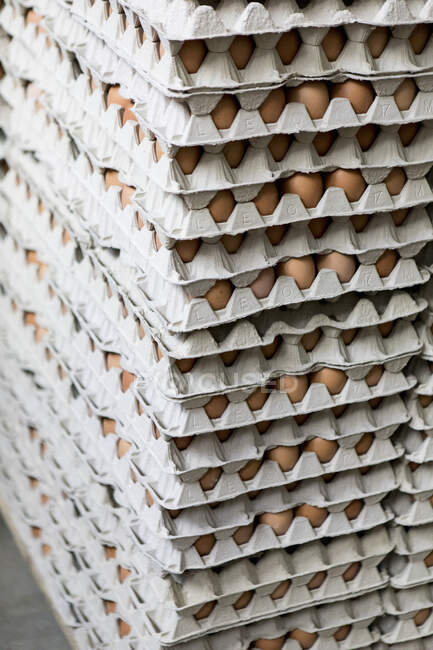 Paletten von Eierkartons mit braunen Eiern — Stockfoto