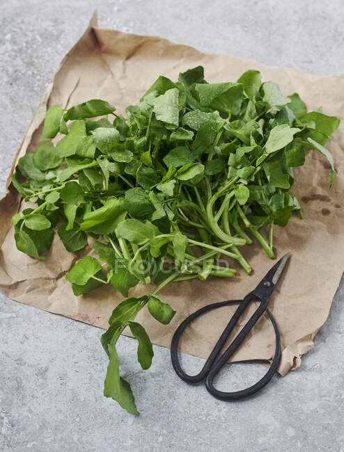 Water cress on a piece of paper with scissors — Stock Photo