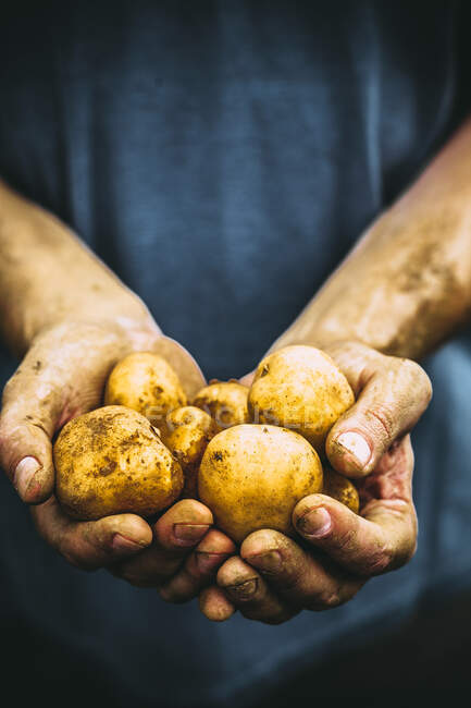 Mãos segurando batatas recém-colhidas — Fotografia de Stock