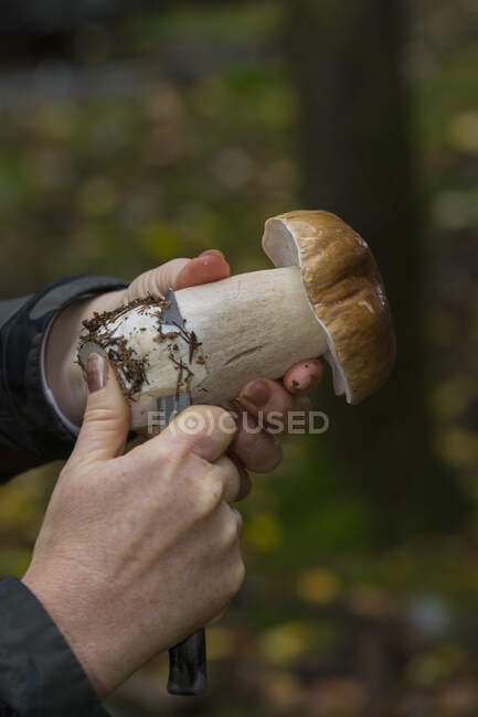 Um cogumelo porcini a ser limpo — Fotografia de Stock