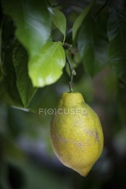 Limón en el árbol - foto de stock