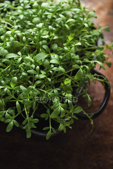 Cress jardim (lepidium sativum) — Fotografia de Stock