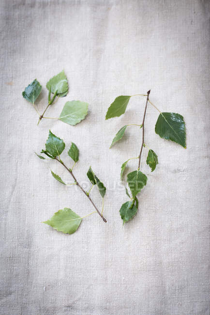 Зеленые листья на белом фоне ткани — стоковое фото