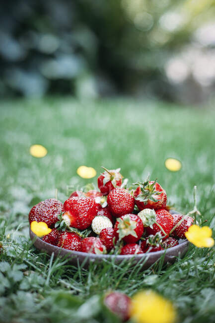 Fraises fraîches dans un bol sur pelouse verte avec des fleurs — Photo de stock