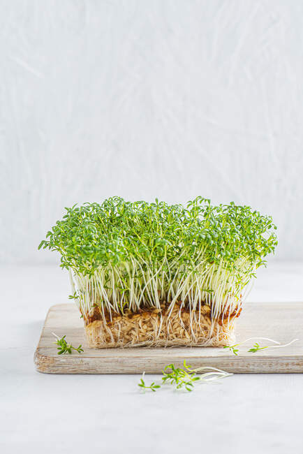 Свежие зеленые ростки петрушки на белом фоне — стоковое фото