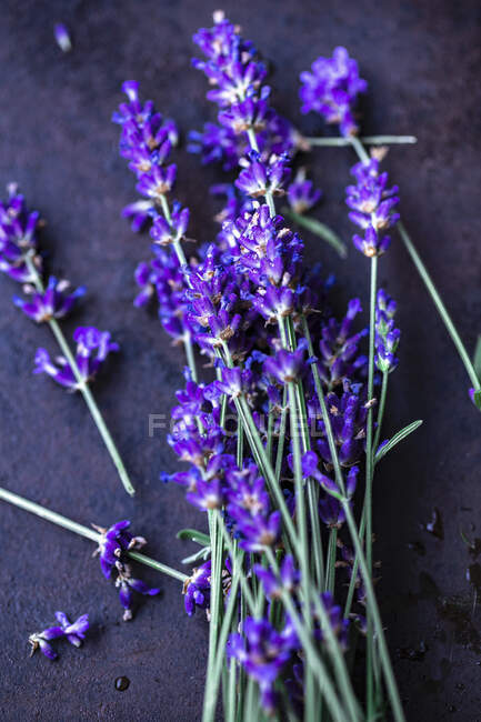 Fresh lavender flowers on dark surface — Stock Photo