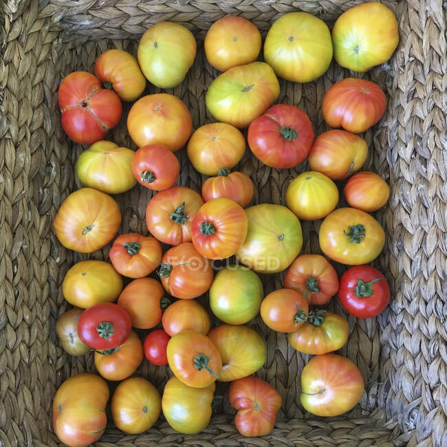 Tomates de herança em uma cesta — Fotografia de Stock